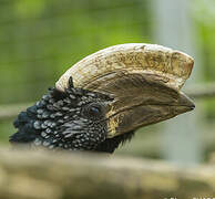 Silvery-cheeked Hornbill