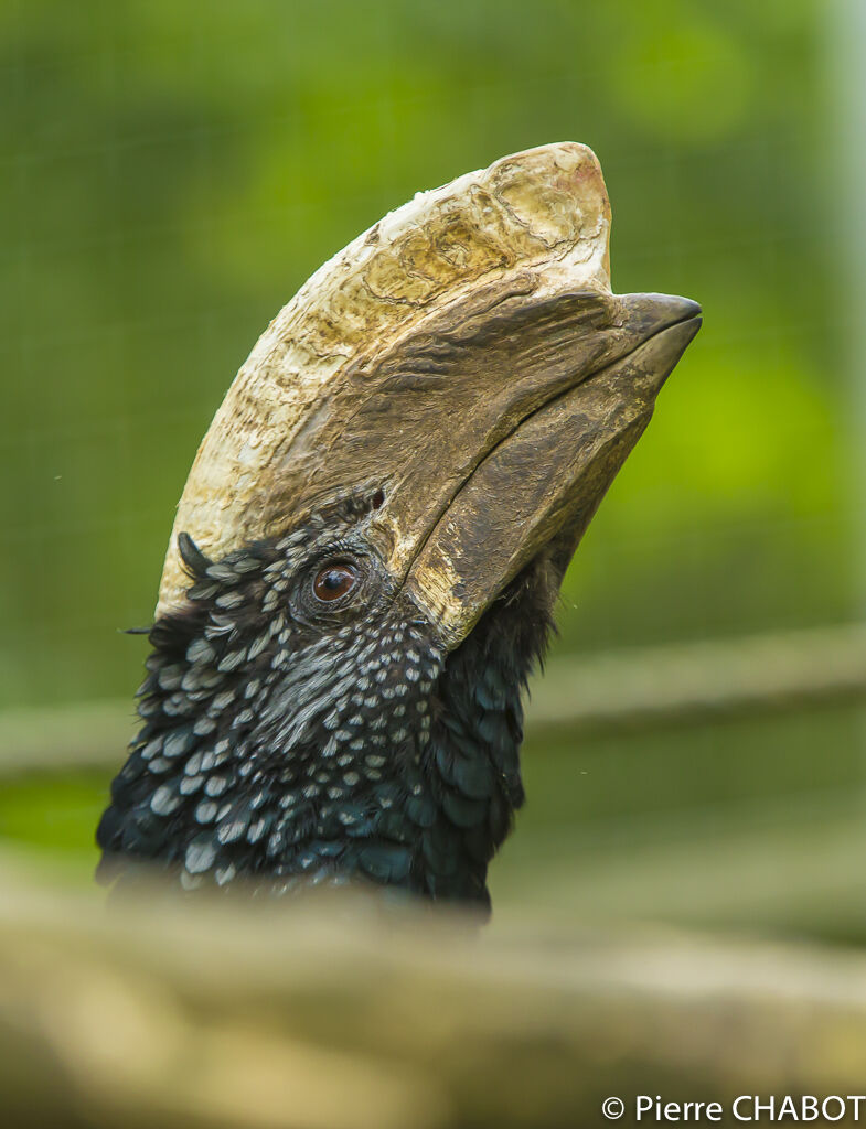 Silvery-cheeked Hornbill