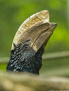 Silvery-cheeked Hornbill