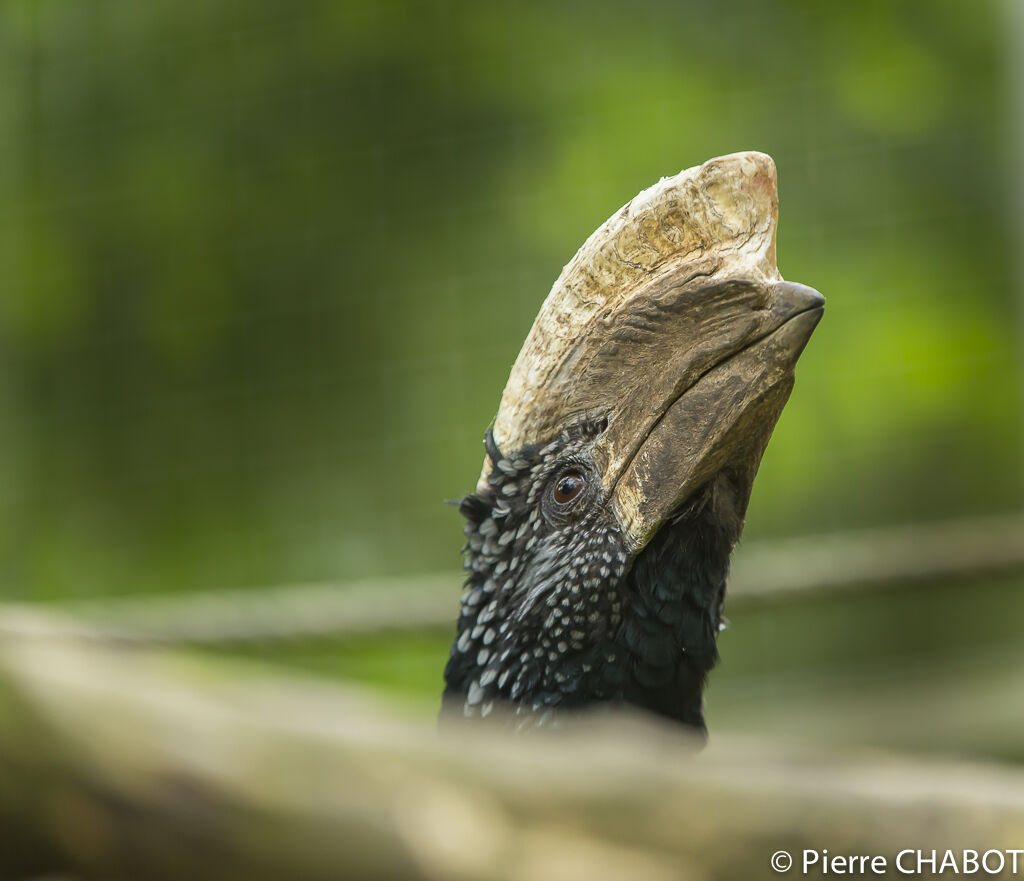 Silvery-cheeked Hornbill