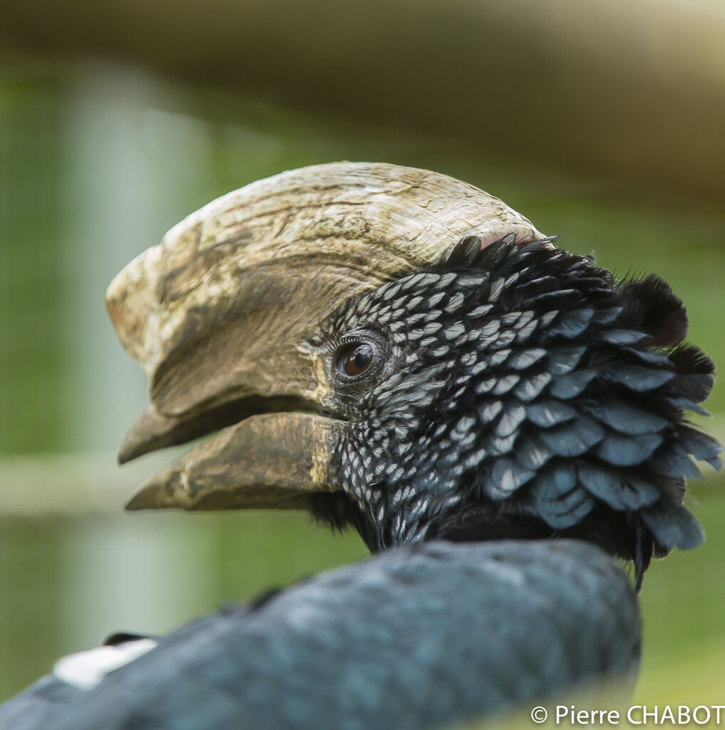 Silvery-cheeked Hornbill