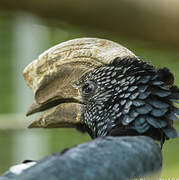 Silvery-cheeked Hornbill