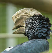 Silvery-cheeked Hornbill