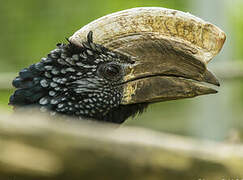 Silvery-cheeked Hornbill