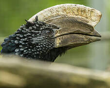 Silvery-cheeked Hornbill