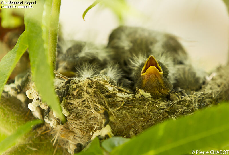 European Goldfinchjuvenile, Reproduction-nesting