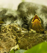 European Goldfinch