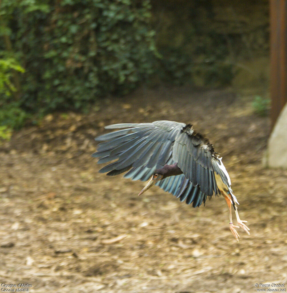 Abdim's Stork