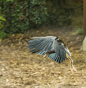 Abdim's Stork