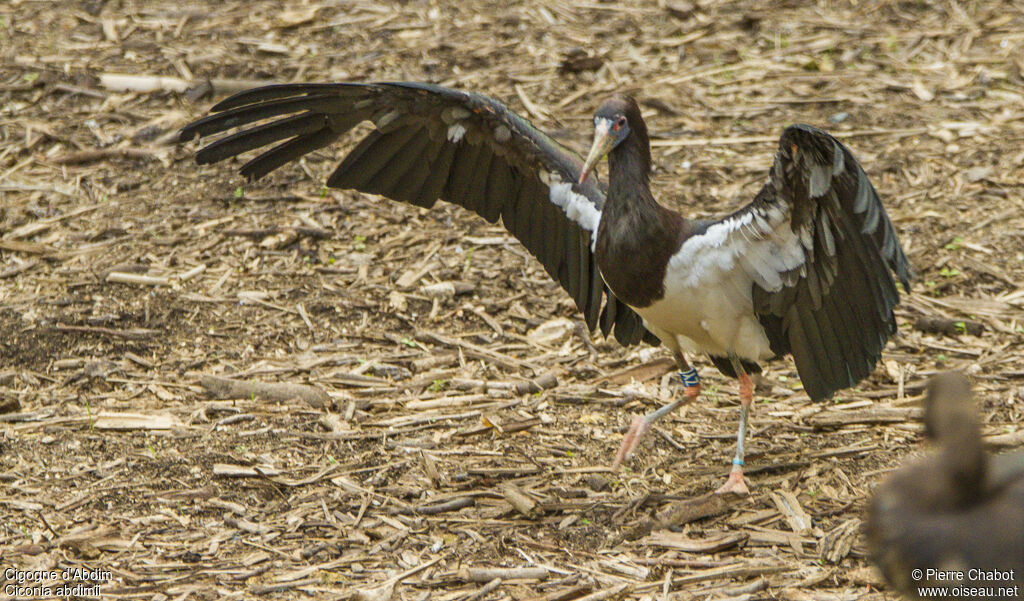 Abdim's Stork