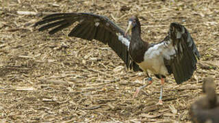 Abdim's Stork