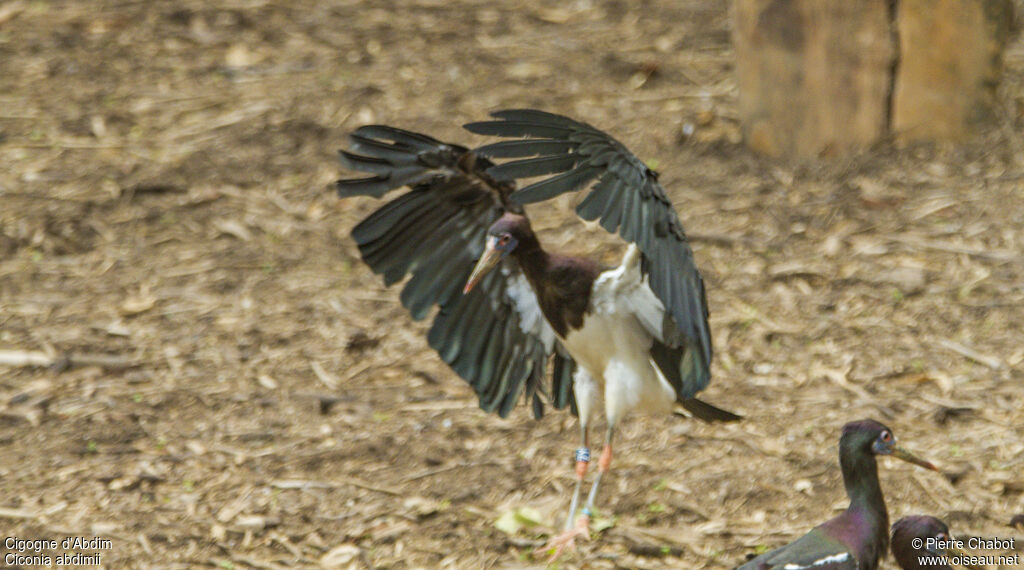 Abdim's Stork