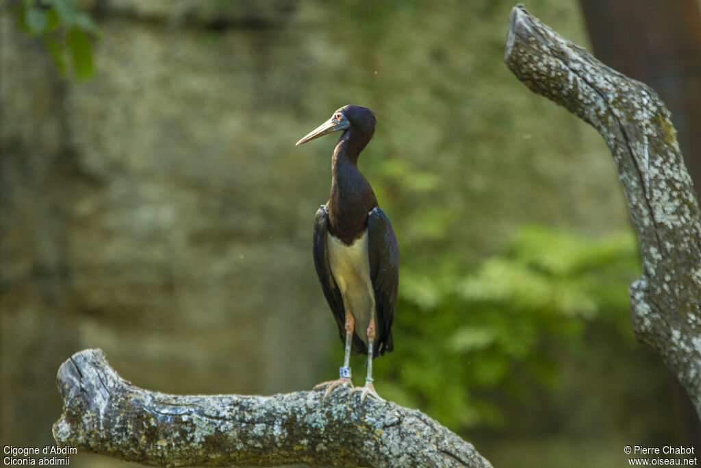 Abdim's Stork