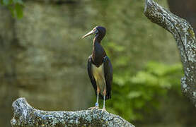 Cigogne d'Abdim