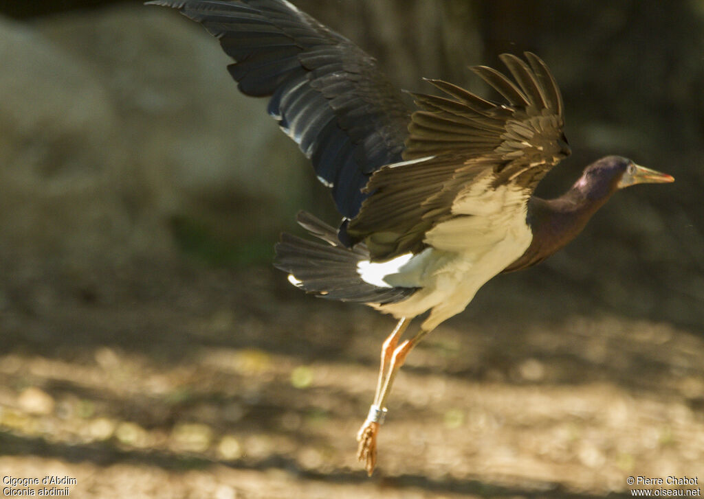 Abdim's Stork