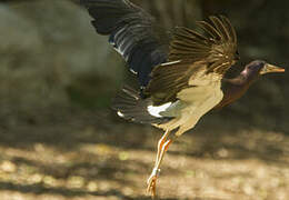 Abdim's Stork