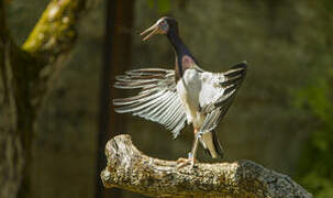 Cigogne d'Abdim