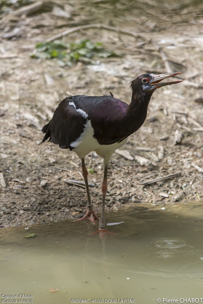 Abdim's Stork