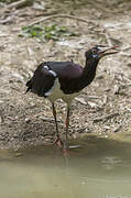 Cigogne d'Abdim