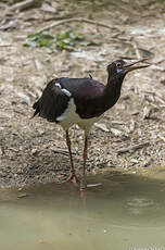 Cigogne d'Abdim