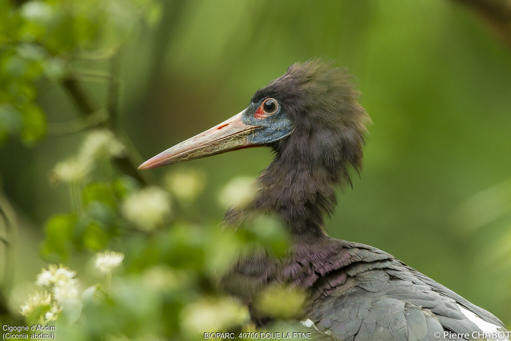 Cigogne d'Abdim