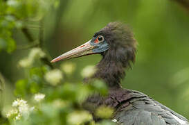 Abdim's Stork