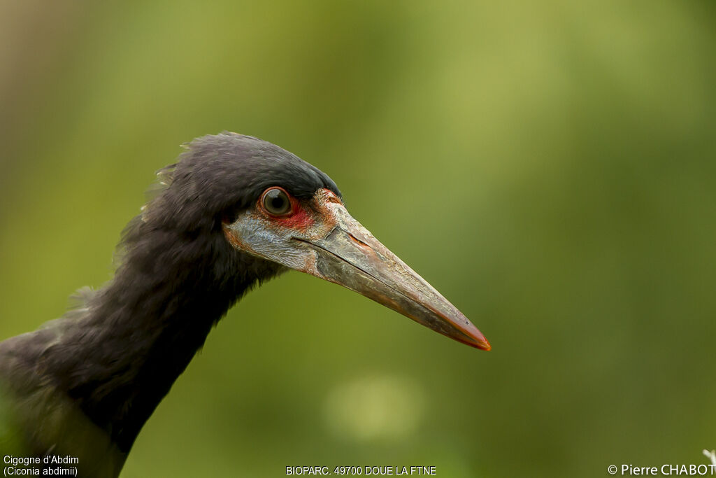 Abdim's Stork