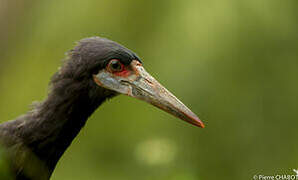 Abdim's Stork