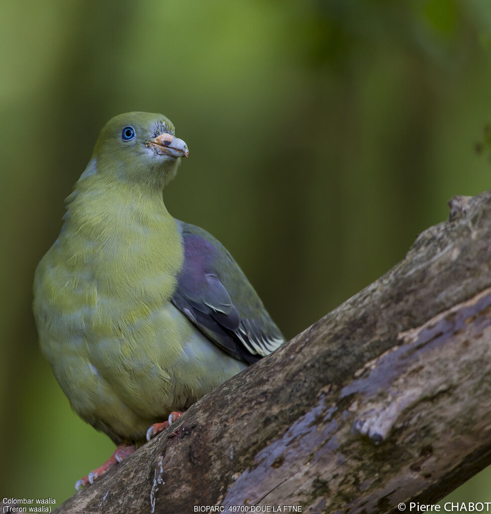 Bruce's Green Pigeon