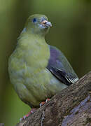 Bruce's Green Pigeon