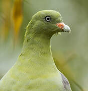 Bruce's Green Pigeon