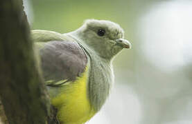 Bruce's Green Pigeon