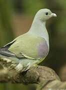 Bruce's Green Pigeon