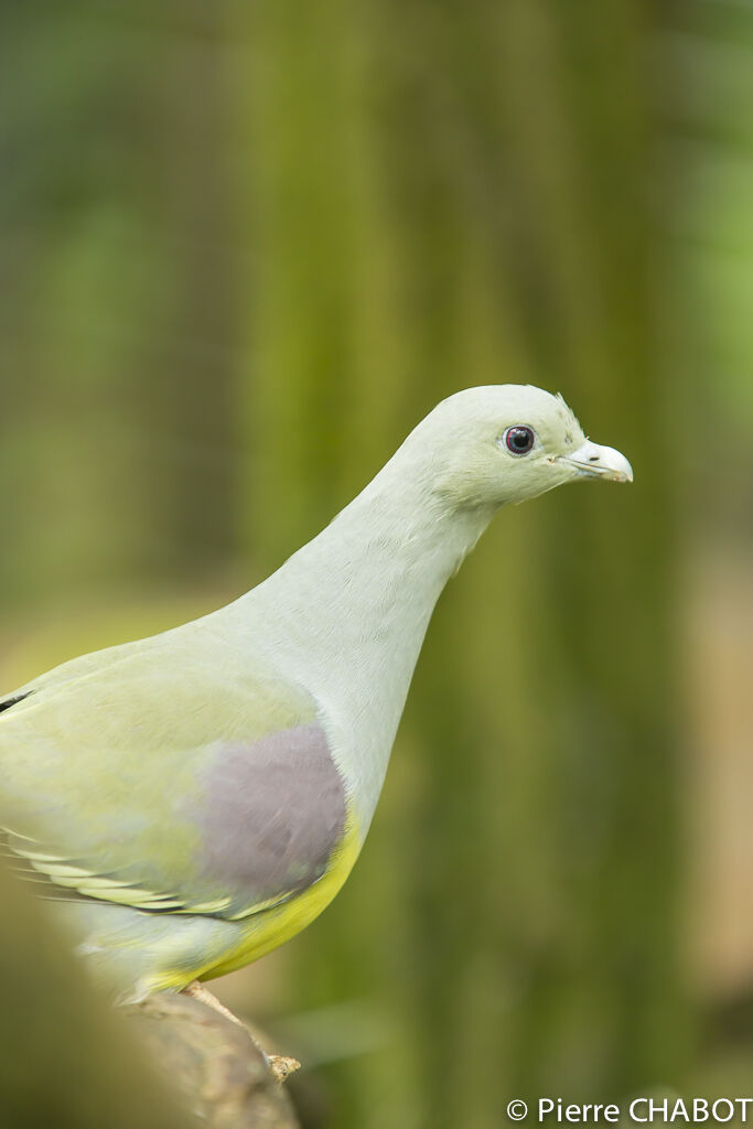 Bruce's Green Pigeon