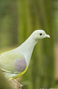 Bruce's Green Pigeon