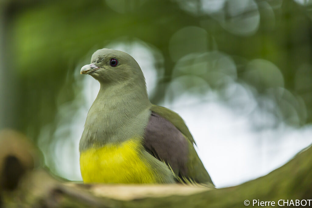 Bruce's Green Pigeon