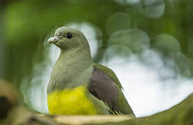 Bruce's Green Pigeon