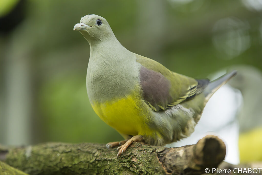 Bruce's Green Pigeon