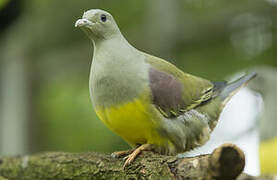 Bruce's Green Pigeon