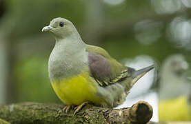 Bruce's Green Pigeon