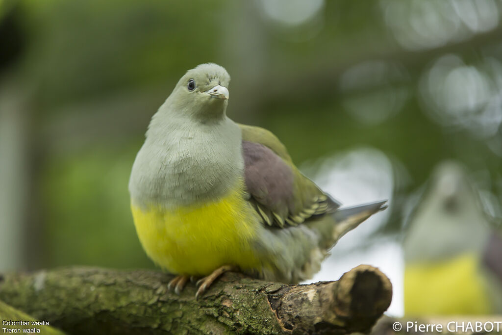 Bruce's Green Pigeon