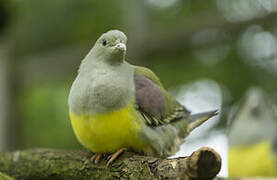 Bruce's Green Pigeon