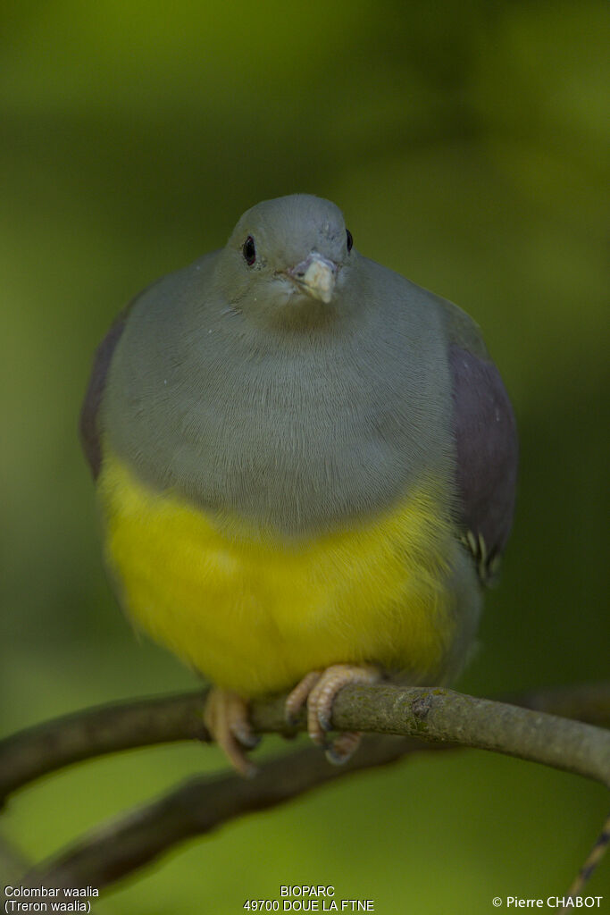 Bruce's Green Pigeon