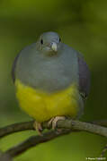 Bruce's Green Pigeon