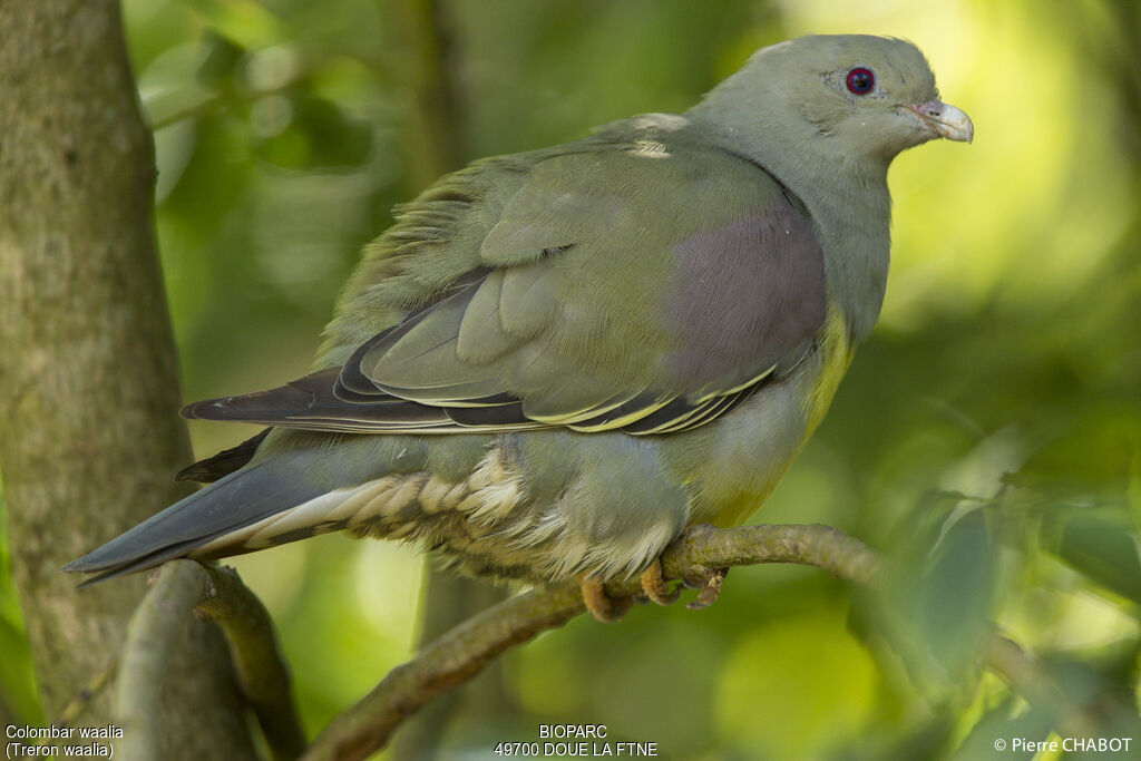 Bruce's Green Pigeon