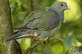 Bruce's Green Pigeon