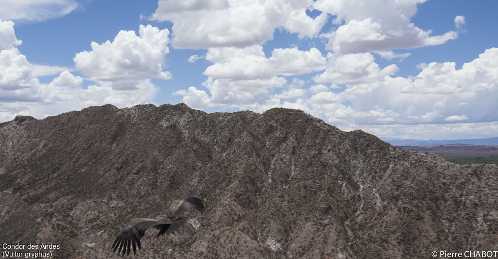 Andean Condor