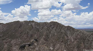 Andean Condor