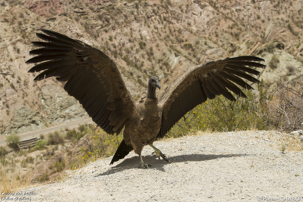 Condor des Andes