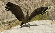 Condor des Andes